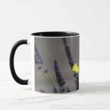 Gul fjäril på lila lavendel Makrofoto