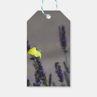 Gul fjäril på lila lavendel Makrofoto Presentetikett