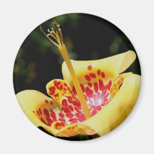 Gul fläckig lilje blomfotografering magnet