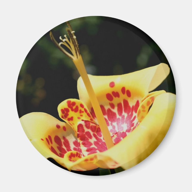 Gul fläckig lilje blomfotografering magnet (Framsidan)