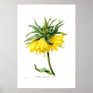 Gul Fritillary Poster
