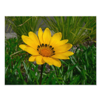 Gul Gazania Tusenskönas Blomma Fototryck