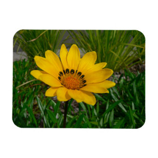 Gul Gazania Tusenskönas Blomma Magnet