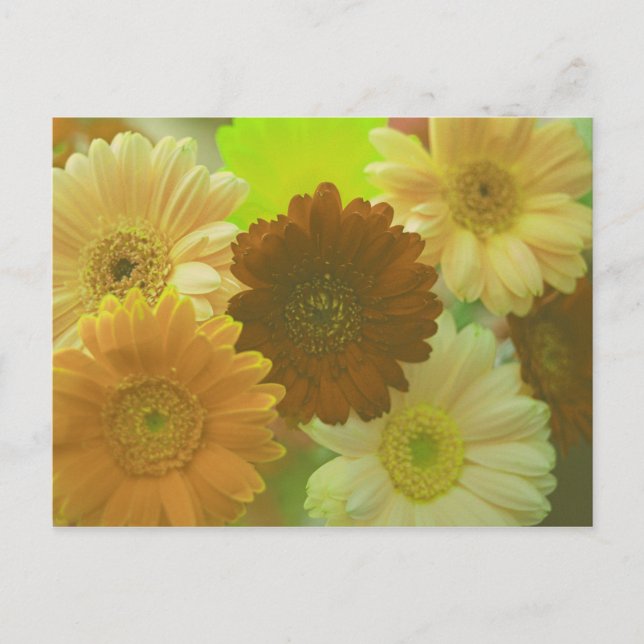 Gul Gerbera Daisy Blomma Foto Konst Postkort Vykort (Framsida)