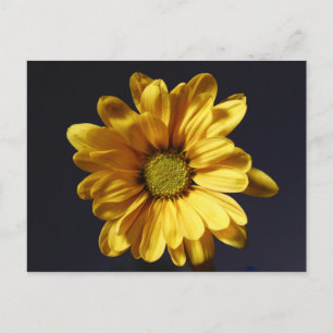 Gul Gerbera Margareta Vykort