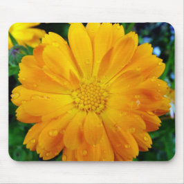 gul gerbera tusenskönablomma musmatta