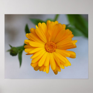 Gul Gerberadaisyvildblomma Poster
