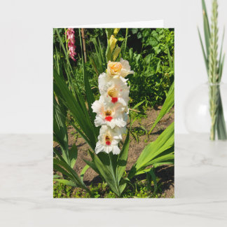 Gul gladiolus i min trädgård kort