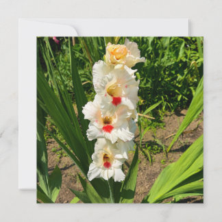 Gul gladiolus i min trädgård kort