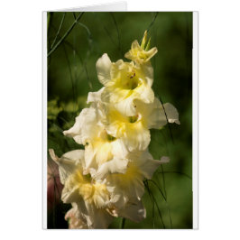 Gul Gladiolusblommaspike Hälsningskort