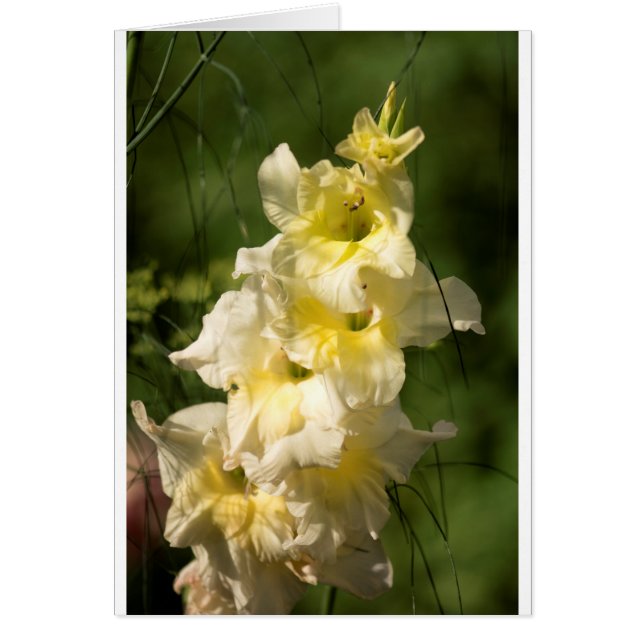 Gul Gladiolusblommaspike Hälsningskort (Framsidan)