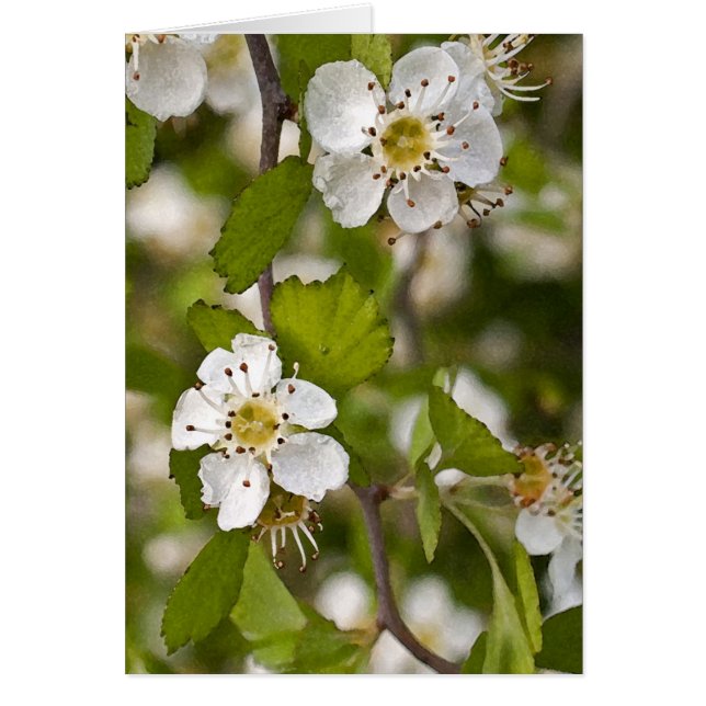 Gul Haw OBS Kort (Framsidan)