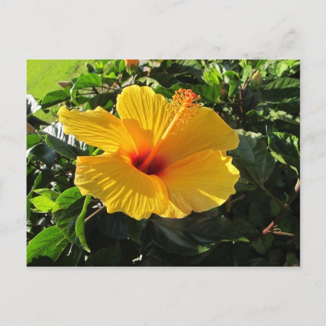 Gul Hibiskus Blomma Blommig Vykort (Framsida)