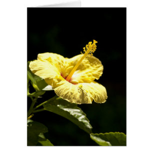 Gul hibiskus hälsningskort