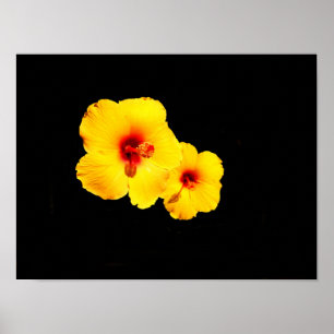 Gul Hibiskusaffisch Poster