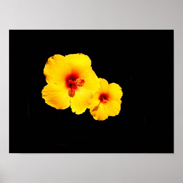 Gul Hibiskusaffisch Poster (Framsidan)