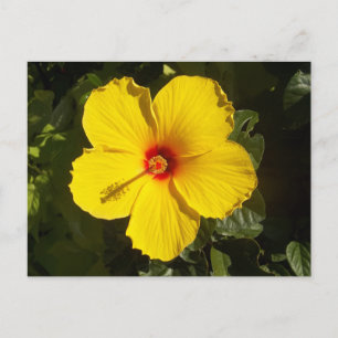 Gul Hibiskusblomma Vykort