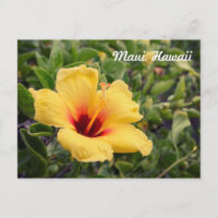 Gul Hibiskusblomma | Vykort
