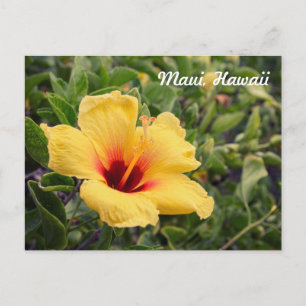 Gul Hibiskusblomma Vykort