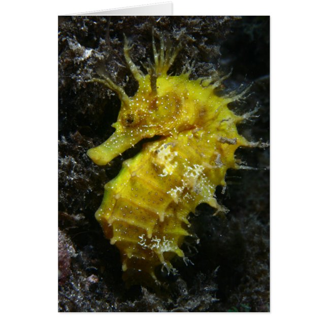 Gul Hippocampus Guttulatus för Seahorse | Hälsningskort (Framsidan)