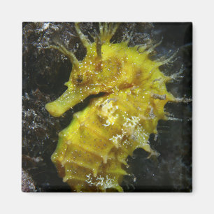 Gul Hippocampus Guttulatus för Seahorse Magnet