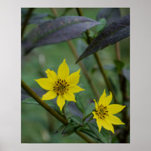 Gul höstblomma