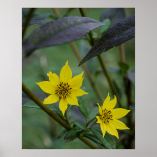 Gul höstblomma poster