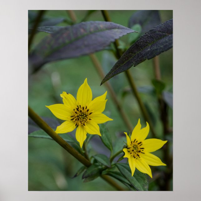 Gul höstblomma poster (Framsidan)
