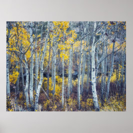 Gul höstlig aspeskog landskapsbild poster