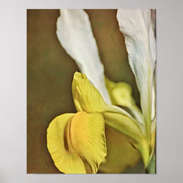 Gul Iris Blomma Fotografisk Konsttryck Poster (Framsidan)