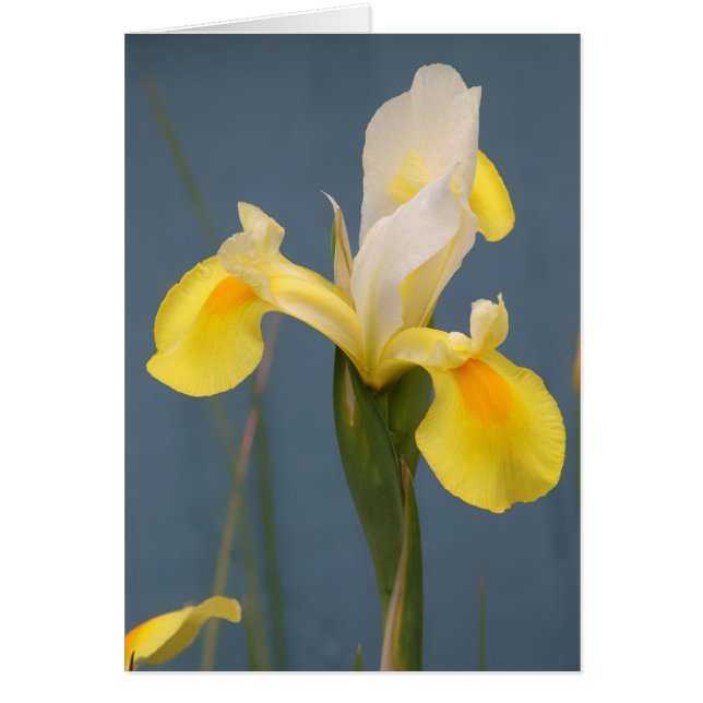 Gul Iris Hälsningskort (Framsidan)