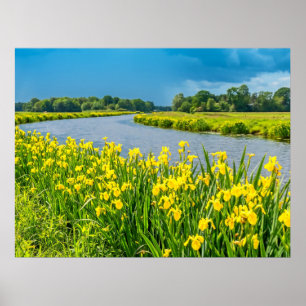 Gul iris inspirerar symbolen Fleur de Lis. Poster