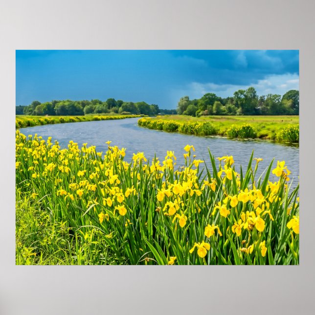 Gul iris inspirerar symbolen Fleur de Lis. Poster (Framsidan)