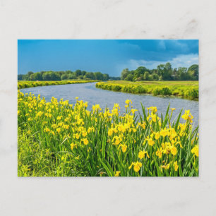Gul iris inspirerar symbolen Fleur de Lis. Vykort