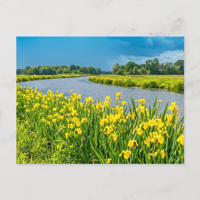 Gul iris inspirerar symbolen Fleur de Lis. Vykort (Framsida)