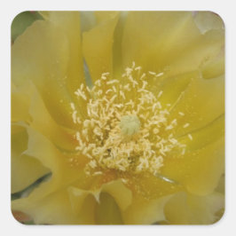 Gul kaktus i blomning fyrkantigt klistermärke