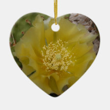 Gul kaktus i blomning