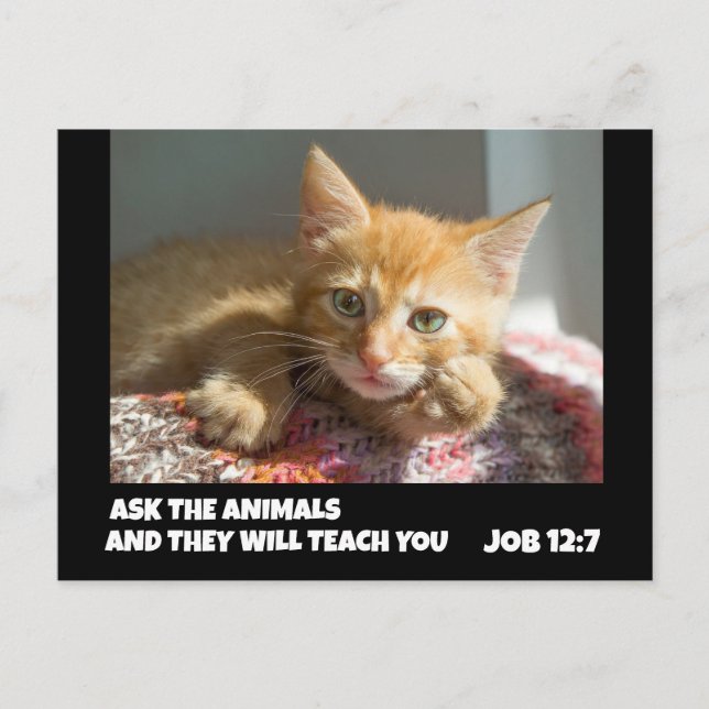 GUL KATT FRÅGAR DJUREN JOB 12:7 BIBELVERS VYKORT (Framsida)