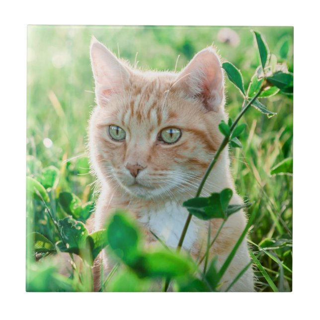 Gul katt med gröna ögon i gräs kakelplatta (Framsidan)