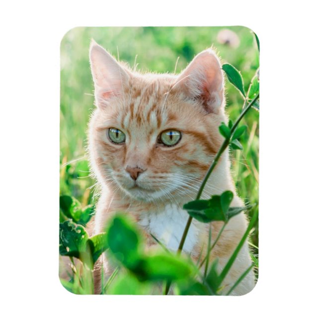 Gul katt med gröna ögon i gräs magnet (Vertikal)