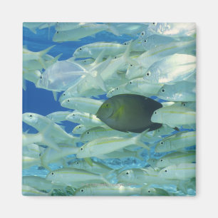 Gul kirurgfisk med gul randguldfisk magnet