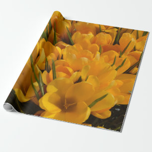 Gul Krokus flavus - Gyllene gula blommor Presentpapper