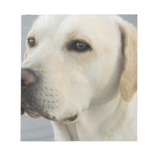 Gul lab Anteckningsblock