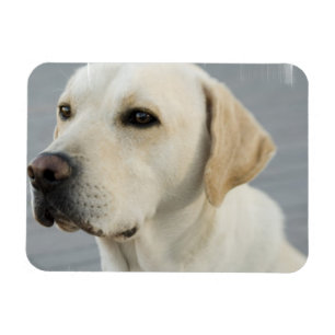 Gul lab böjlig magnet