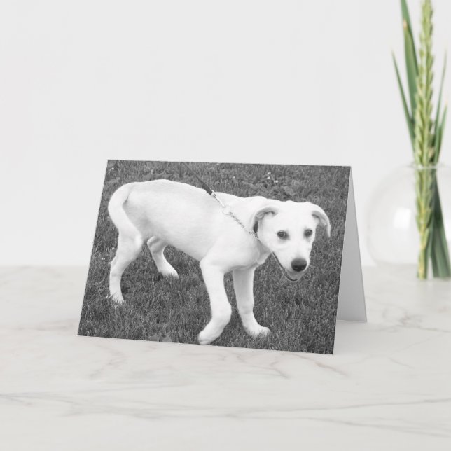 Gul lab Humor/er tanke Kort (Framsida)