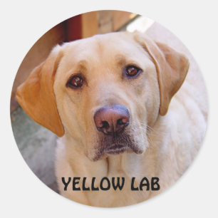 Gul lab klistermärke