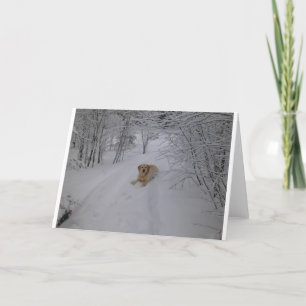 Gul lab koppla av i ny vintersnö kort