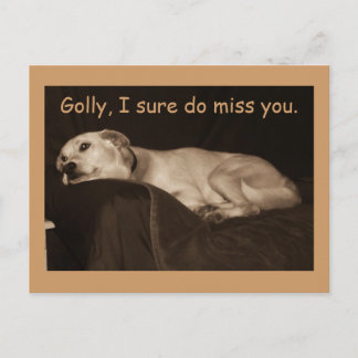 gul lab Pit Husky Golly... Vykort