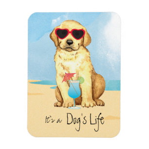 Gul lab sommarmagnet magnet
