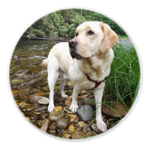 Gul lab, Vatten Hund i Bäck Knopp